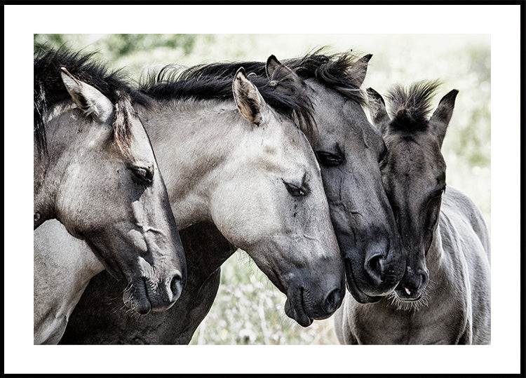 Quatre chevaux Konik