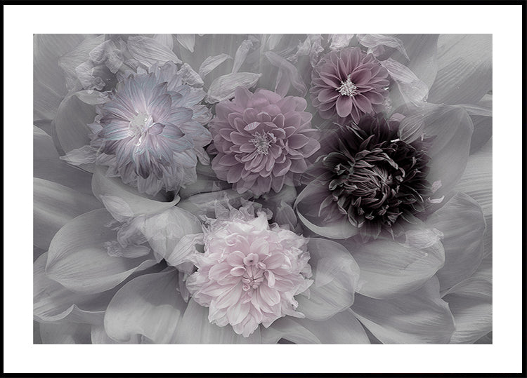 Rêve de dahlia Poster