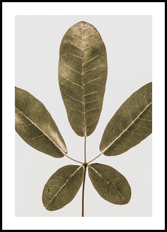 Harmonie à cinq feuilles