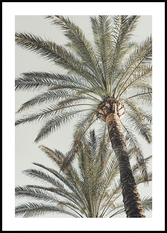 Palme_005