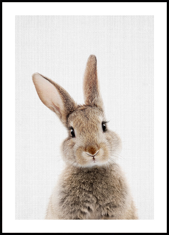 Lapin Coucou Poster
