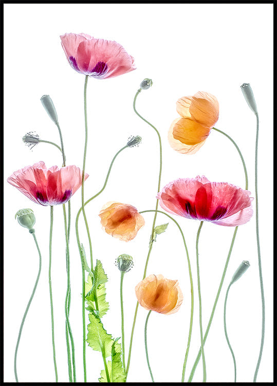 Coquelicots Poster