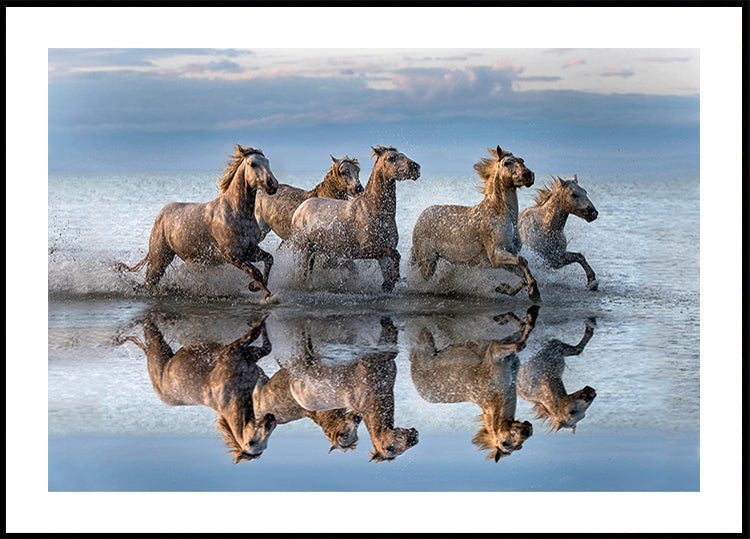 Chevaux et réflexion