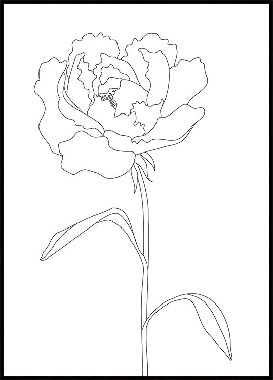 Lignes de pivoine