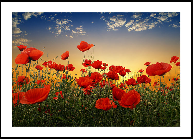 Coquelicots Poster