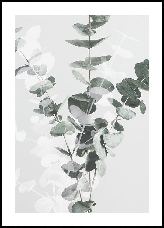 Eucalyptus n°3 Poster