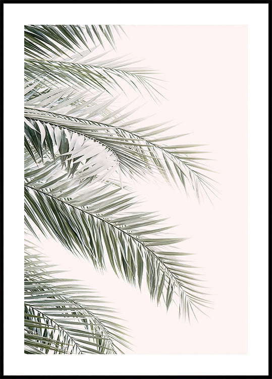 Feuilles de palmier blush (NOUVEAU)