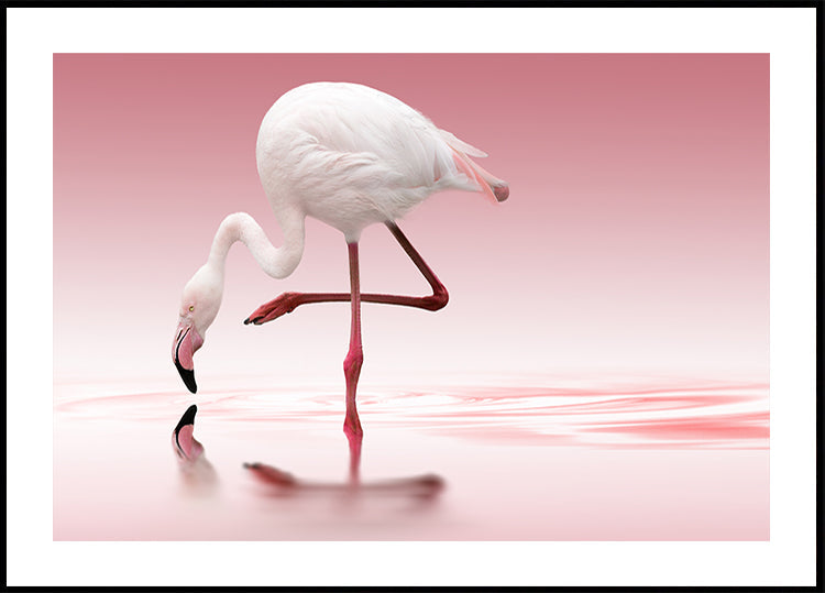 Flamant