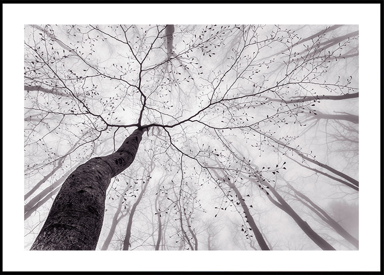 Poster Une vue de la cime des arbres