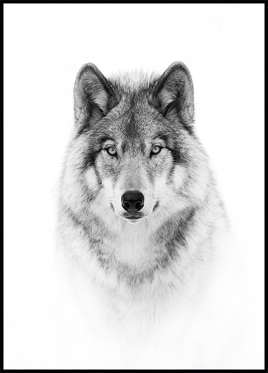 Portrait d'un loup des bois Poster