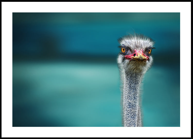Autruche protégeant deux pauvres poulets du vent