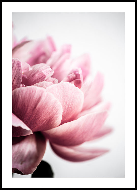 Pivoine 1