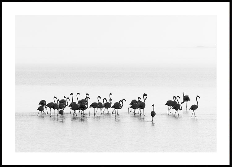 Flamants roses