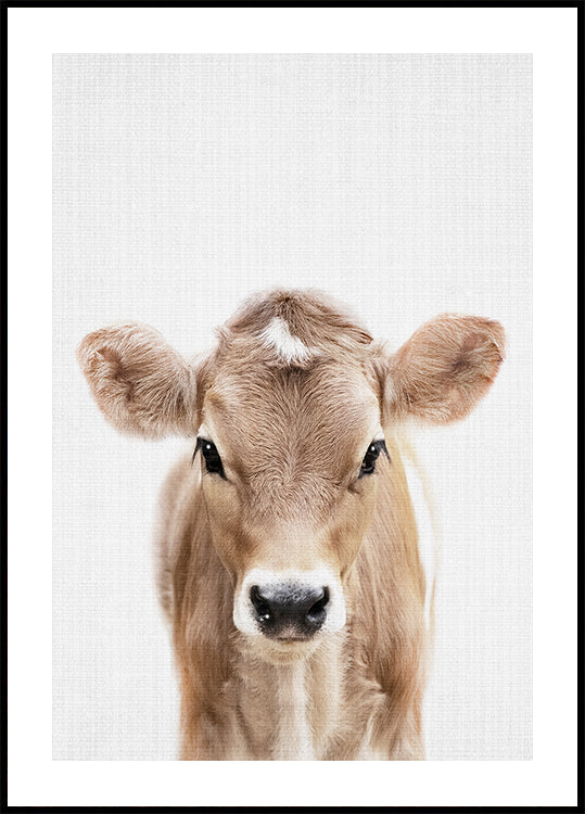 Peekaboo bébé vache Poster