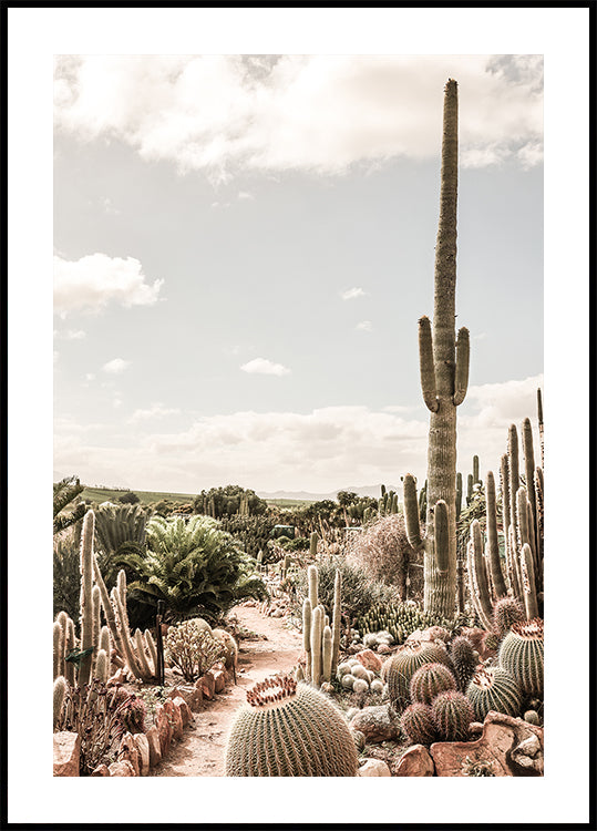 Ferme de cactus Poster