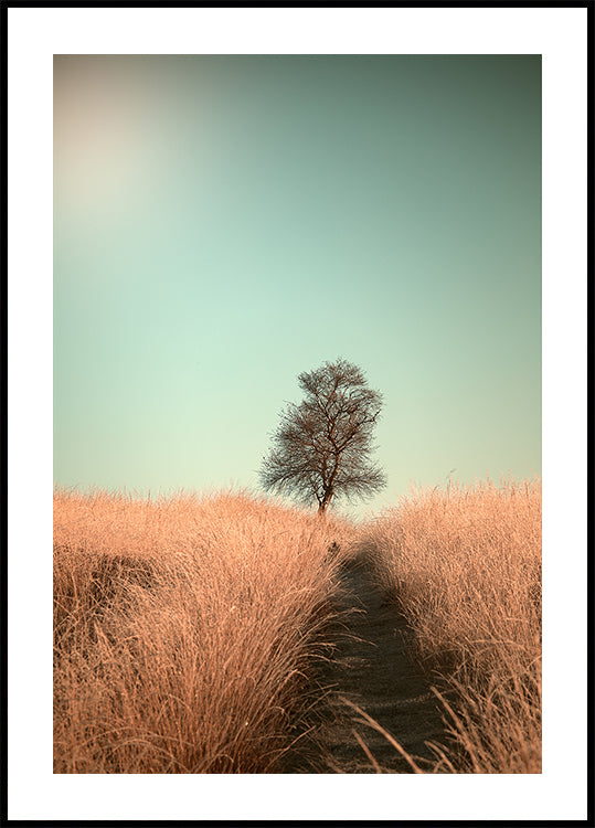 Herbe et chemin