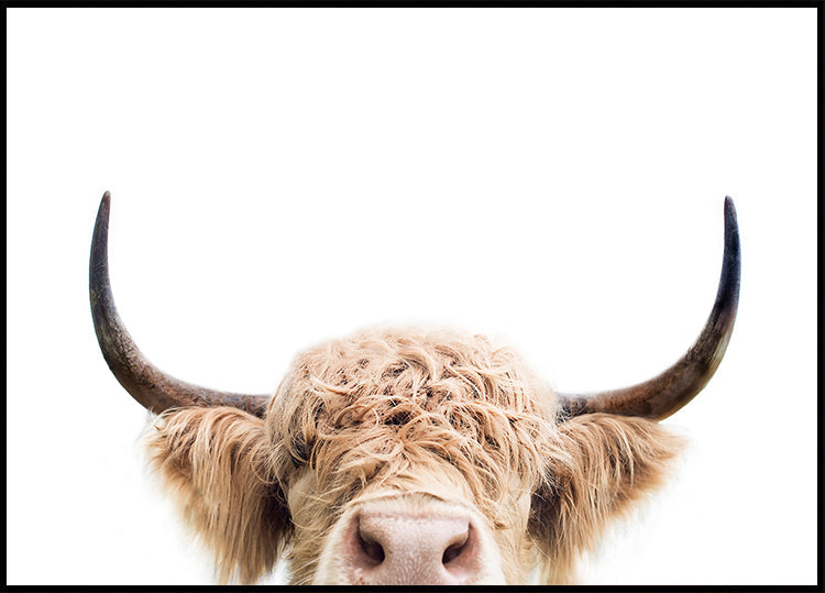 Vache furtivement Poster