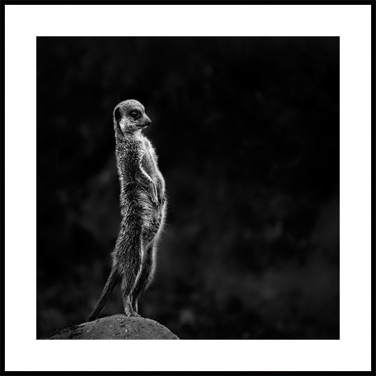 Le suricate Poster