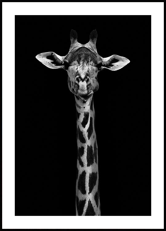 Portrait de girafe Poster