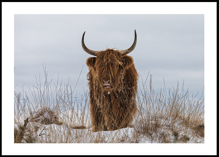 Highlander dans la neige Poster