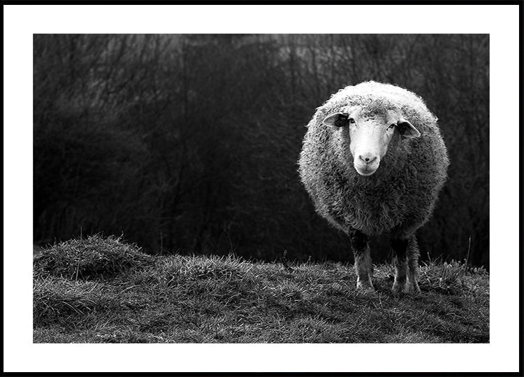Je me demande des moutons