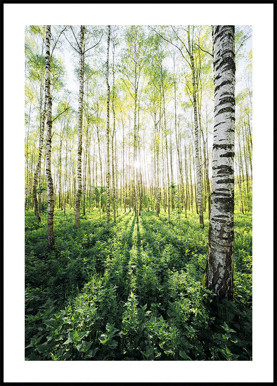 Bouleau vertical