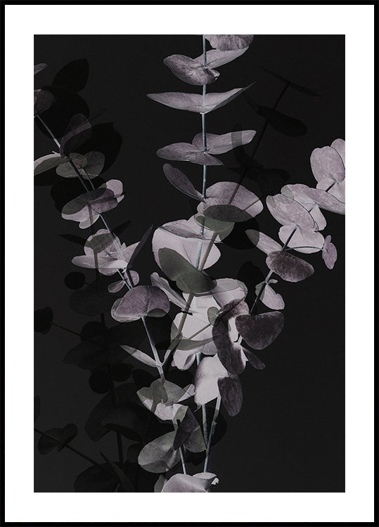 Eucalyptus_Négatif_001