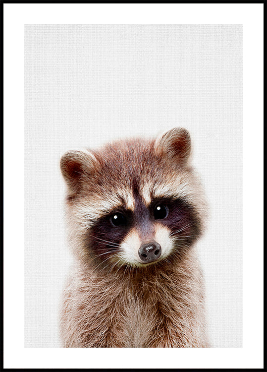 Peekaboo Raton laveur Poster