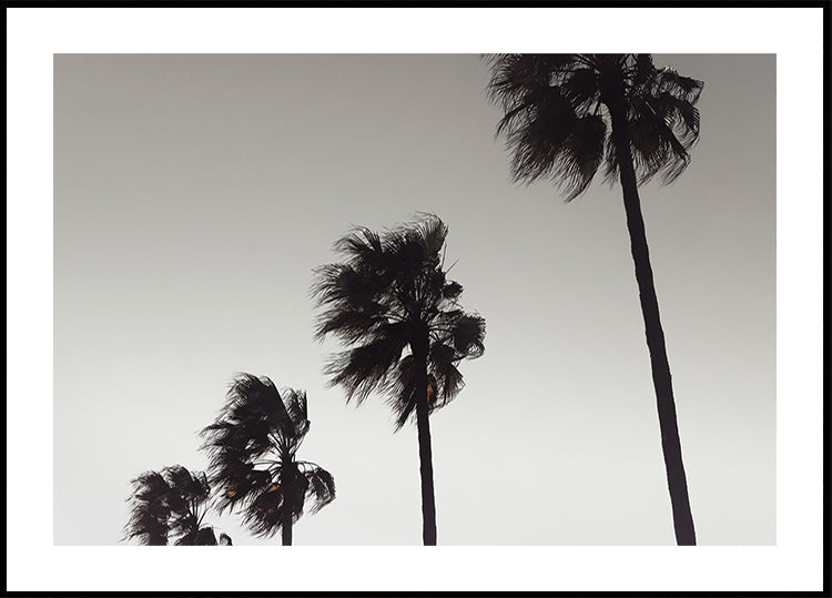 Palme_004