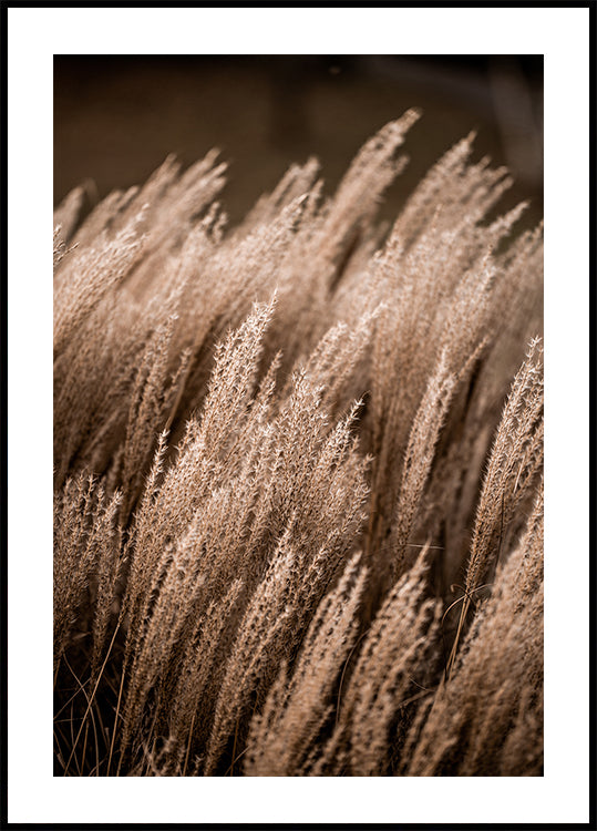 Herbe 16