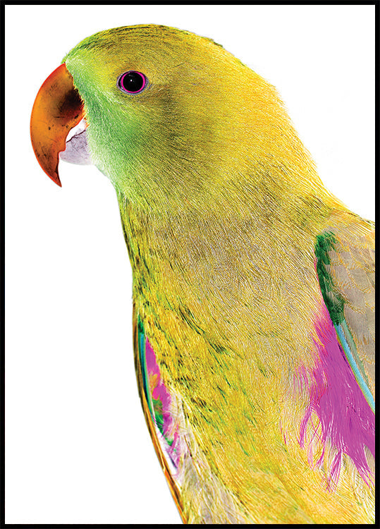 Profil de perroquet vibrant