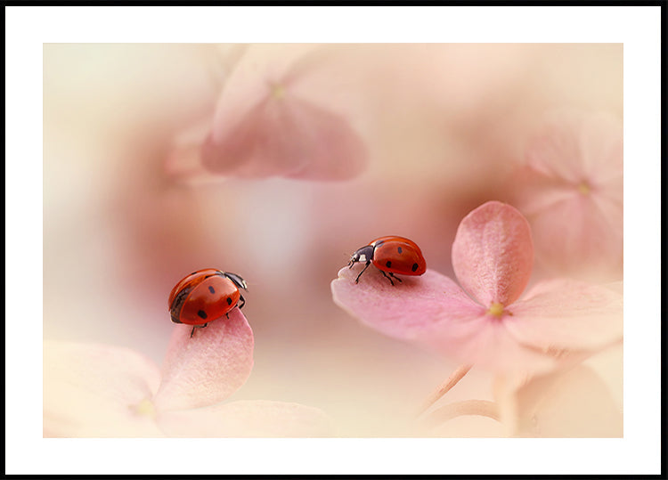Coccinelles sur hortensia rose.