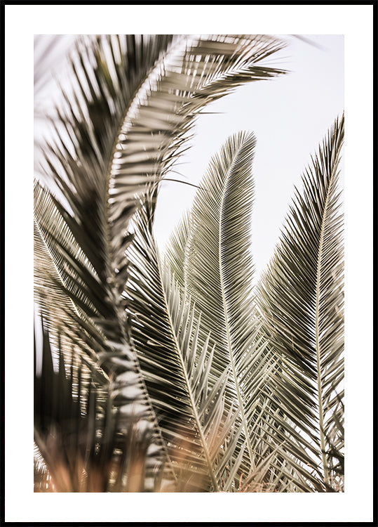 Murmures de palmiers