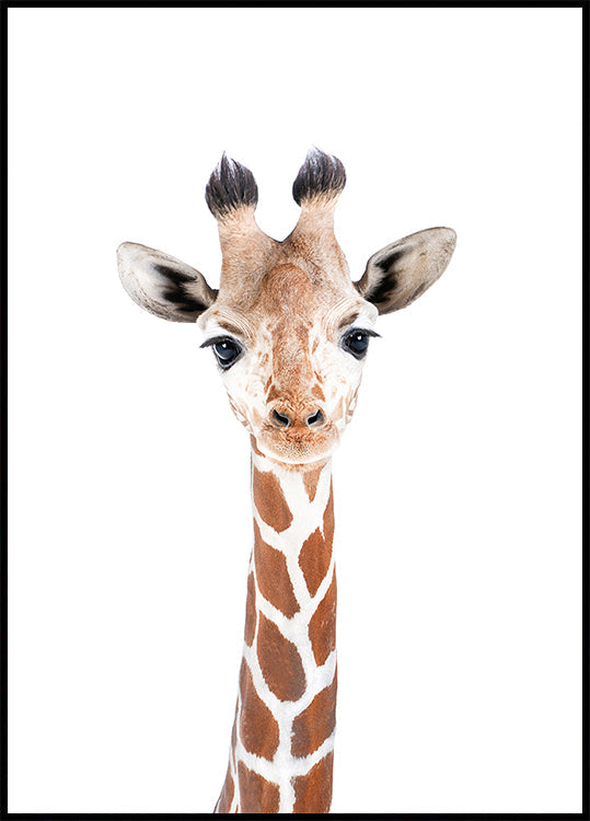 Bébé girafe Poster