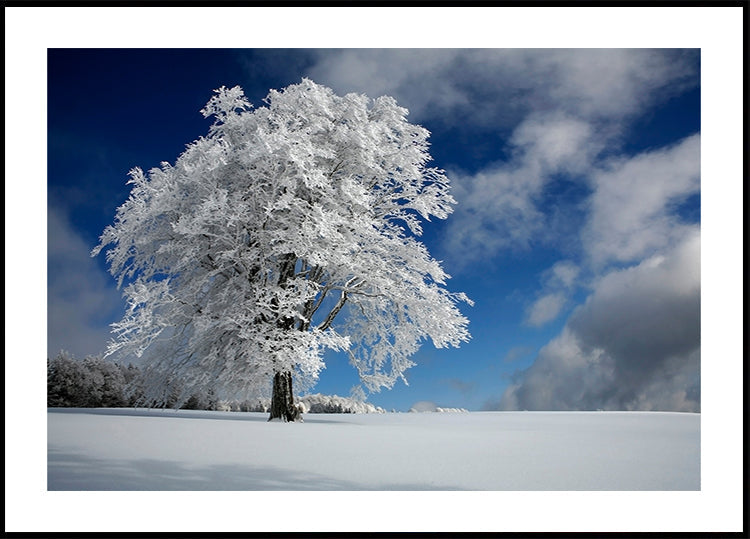 Windbuche blanc en Forêt-Noire