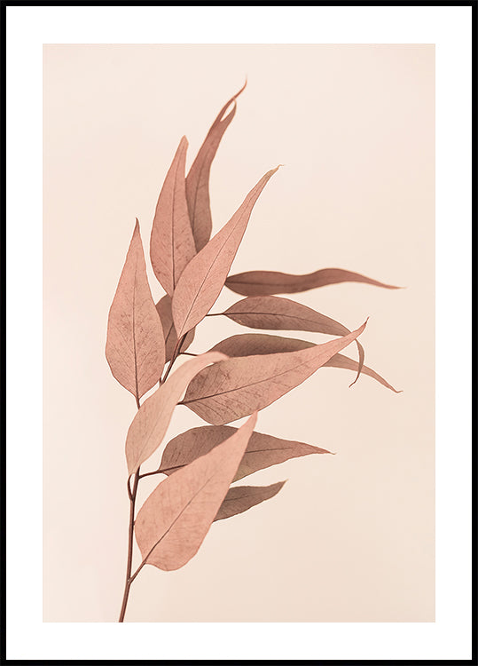 Eucalyptus séché