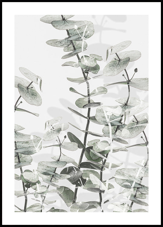 Eucalyptus n°3 Poster