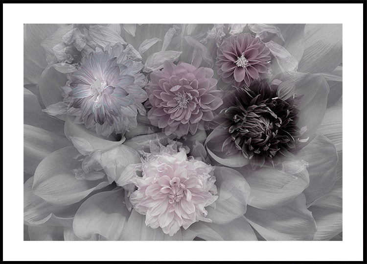 Rêve de dahlia