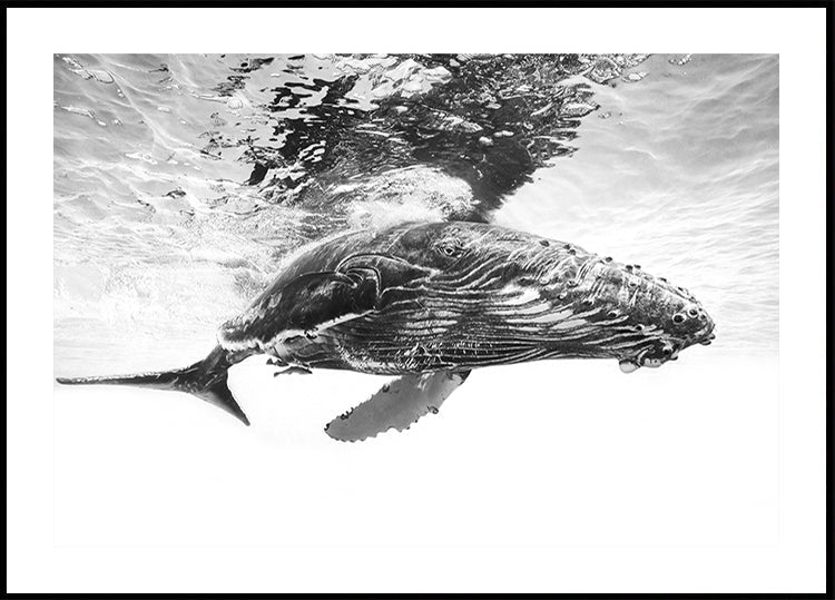 Baleine à bosse