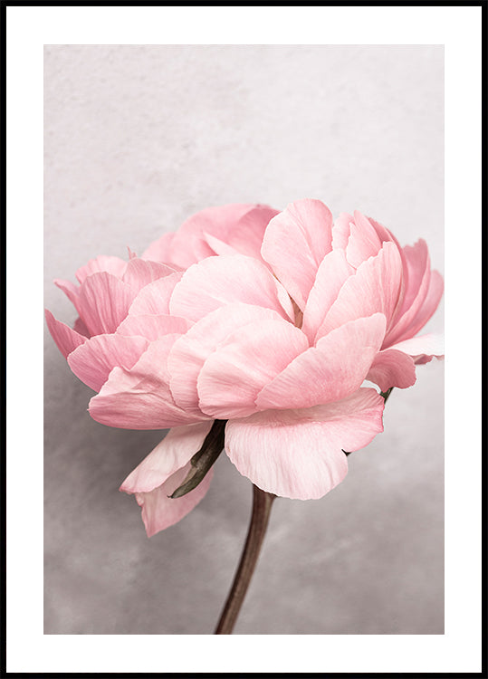 Pivoine