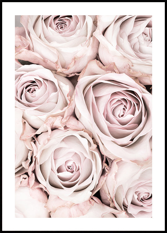 Roses roses n°01