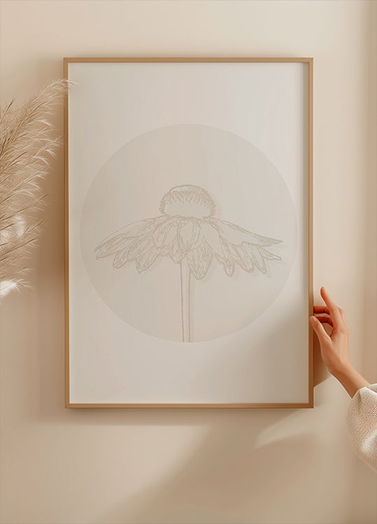 Gaillardia Bloom, dessin au trait botanique Poster
