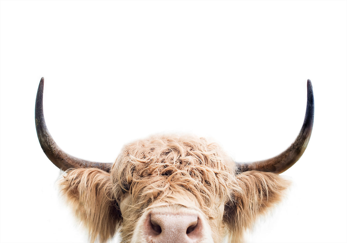 Vache furtivement Poster