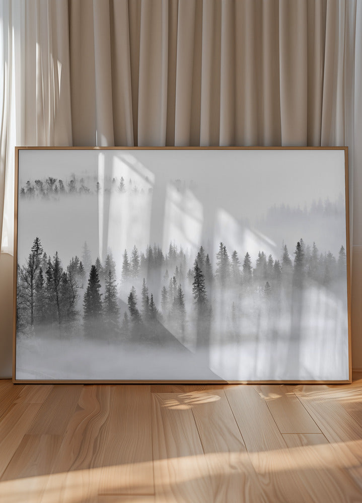 Forêt brumeuse