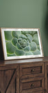 Succulent Spiral Plakat - Posterbox.dk