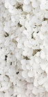 White Hydrangea Plakat - Posterbox.dk
