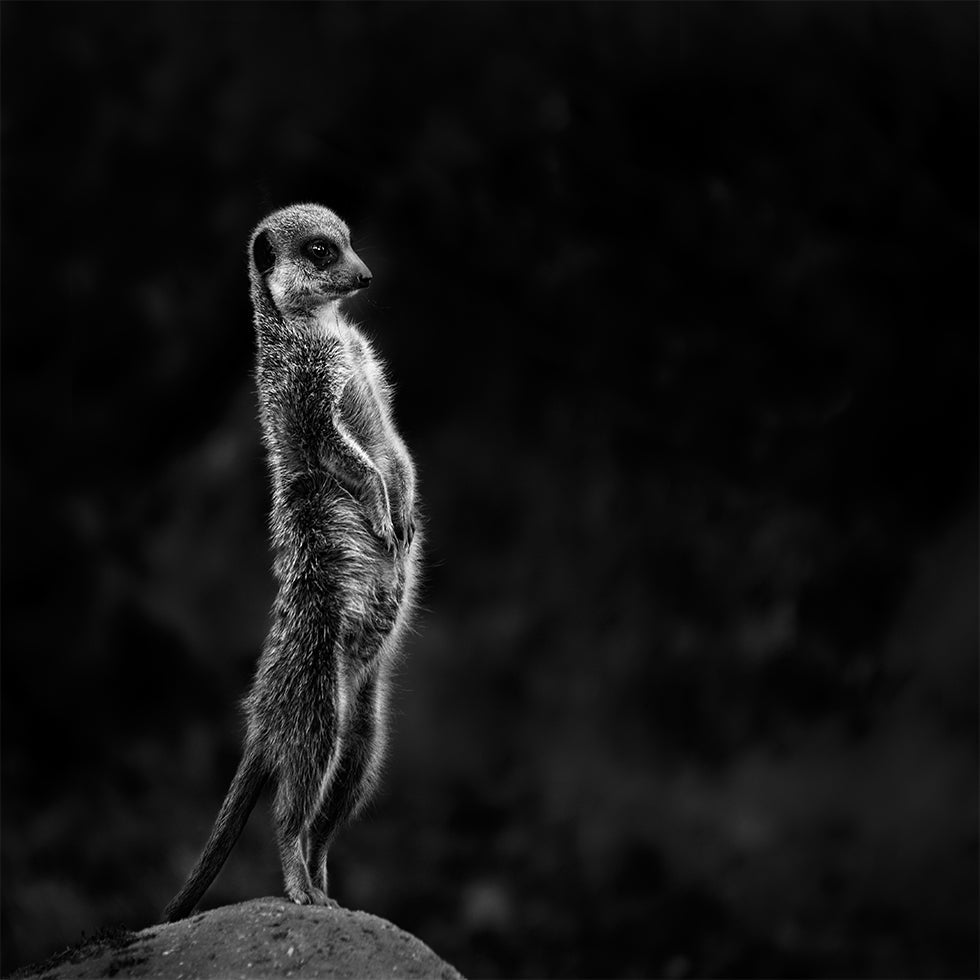 Le suricate Poster