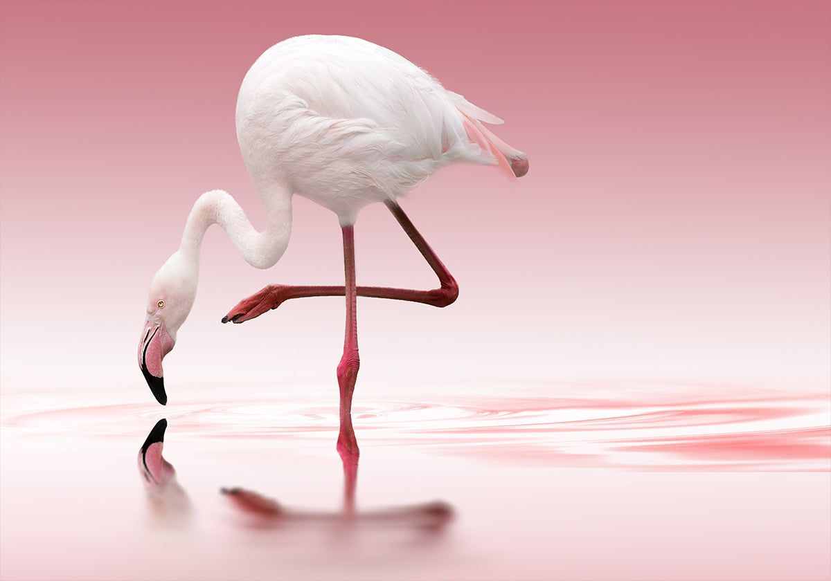 Flamant