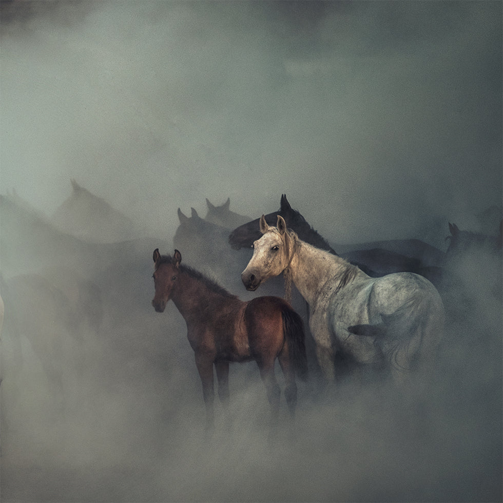 Les chevaux perdus Poster