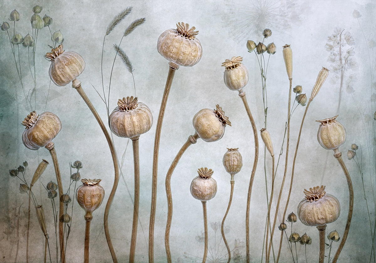 Coquelicots